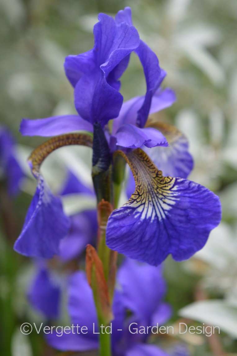Iris Sibirica quintessential cottage garden flowers
